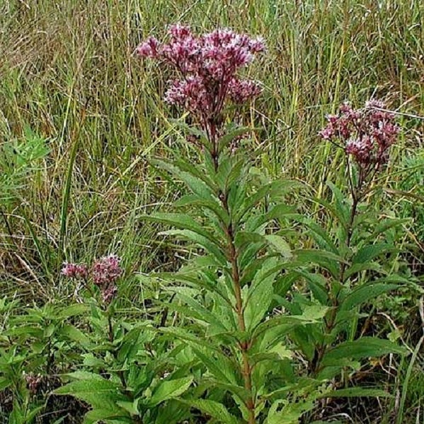 Hoher Stauden-Garten-Blütenstand im Freien