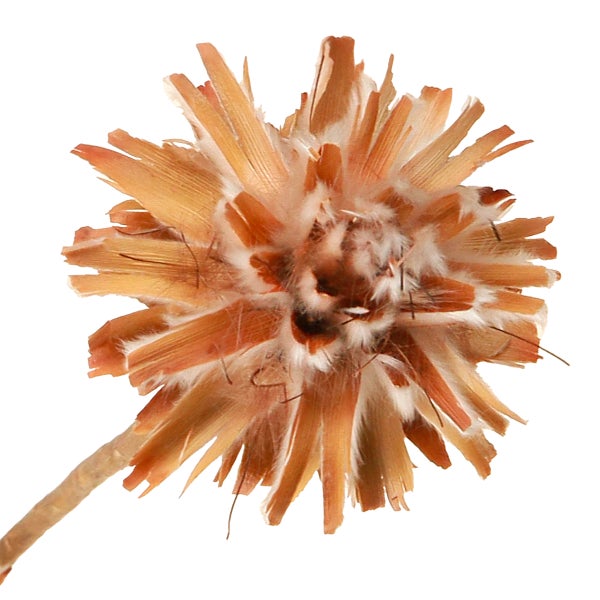 Dekorative getrocknete Blume für Innendekoration