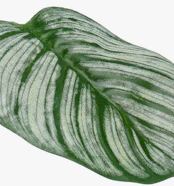 Nahaufnahme eines Calathea orbifolia Blattes mit markanter Streifenmusterung.