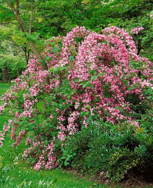 Weigela 'Rosea', Weigelie, rosa Blüten, 80–100 cm