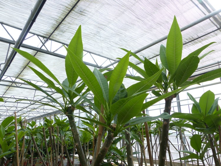 Mehrere Plumeria Pflanzen mit grünen Blättern in einem Gewächshaus zur Kultivierung.