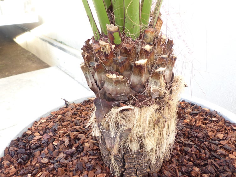 Yucca Faxoniana, 130 cm, Stamm 23 cm, Faxon Yucca, Palmilla, winterhart -20C