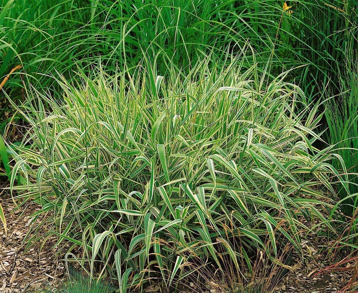 Gestreiftes Ziergras Phalaris arundinacea Picta im Garten.
