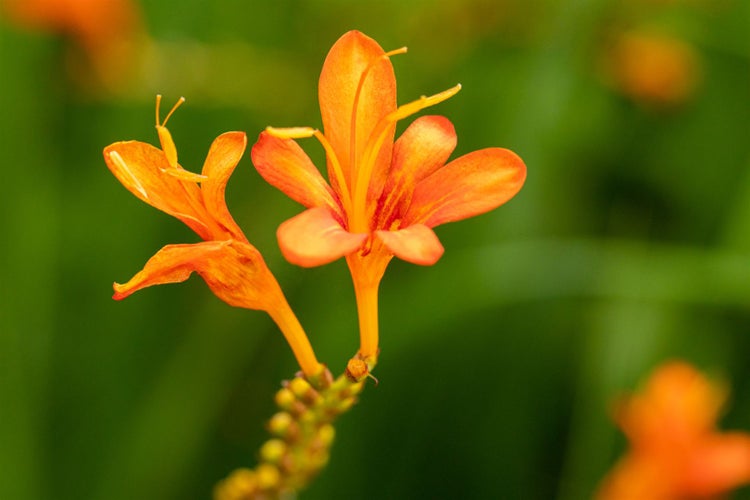 Crocosmia masoniorum, Montbretie, orange Blüten, ca. 11x11 cm Topf
