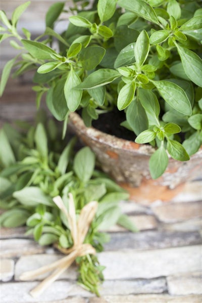 Oregano Pflanze im Topf und Oregano Bund
