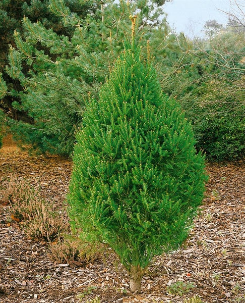 Picea abies 'Cupressina', Säulenfichte, 80–100 cm