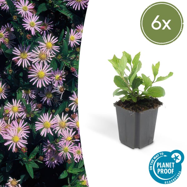 Glattblatt-Aster Symphyotrichum novi-belgii 6er-Pack, Jungpflanze im Topf und blühendes Beet, zertifiziert nachhaltig.