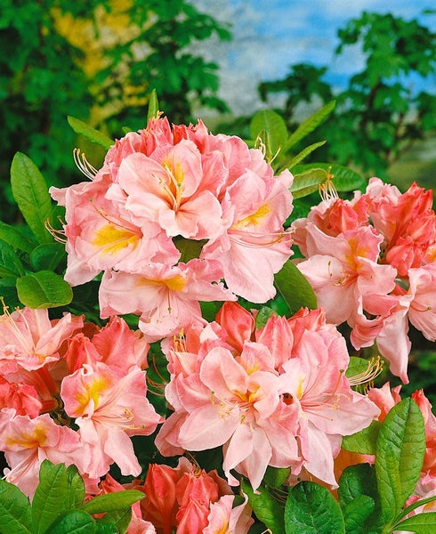 Rhododendron luteum 'Cecile', gelb, 50–60 cm