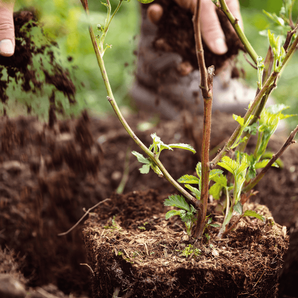 Hände pflanzen einen jungen Strauch in Gartenerde und füllen den Bereich um den Wurzelballen auf.