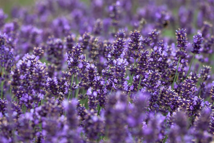Feld von blühendem Lavendel