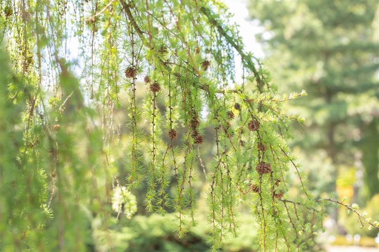 Larix kaempferi 'Pendula', Japanische Lärche, hängend, 125–150 cm