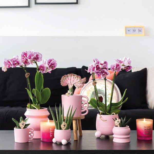 Kolibri Orchids COMBI DEAL von 2 rosa lila Phalaenopsis Orchideen El Salvador Topfgröße 9cm blühende Zimmerpflanze frisch vom Züchter