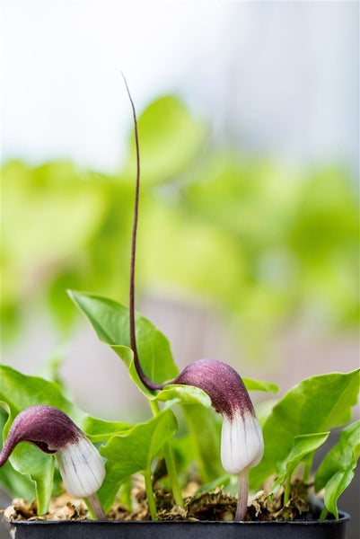Arisarum proboscideum, Mauswurz, ca. 9x9 cm Topf, exotisch