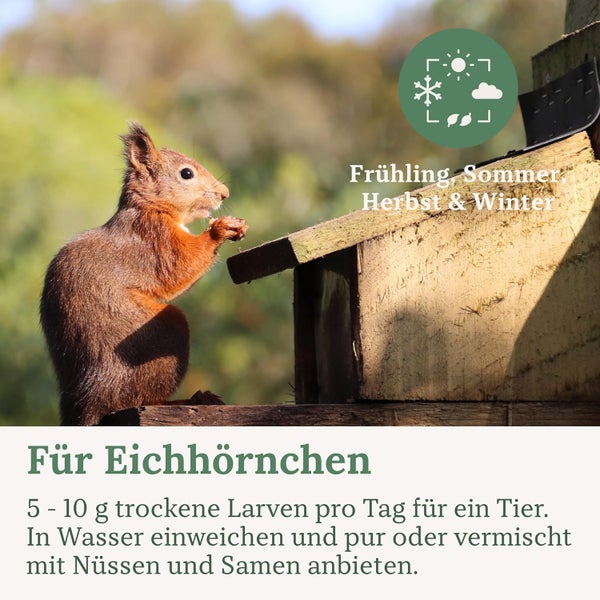 Ein Eichhörnchen an einem Futterhaus für Eichhörnchen.