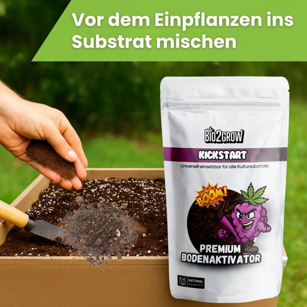 Anwendung von Bio2Grow Kickstart Bodenaktivator für Kultursubstrate beim Einpflanzen