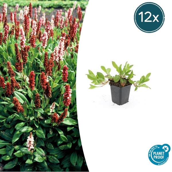 Kleine grüne Gartenpflanze im schwarzen Kunststofftopf mit Garden Basics Siegel für einfache Pflege und PlanetProof Zertifizierung.