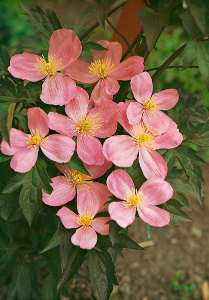 Clematis montana 'Tetrarose', Berg-Waldrebe, rosa Blüten, 40–60 cm