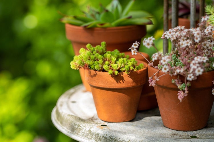 Sedum acre, Mauerpfeffer, gelb, ca. 9x9 cm Topf