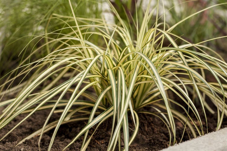 Japanisches Waldgras im Gartenbeet