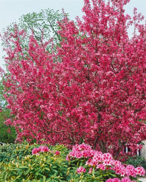 Malus 'Royalty', Zierapfel, purpurrot, 60–100 cm