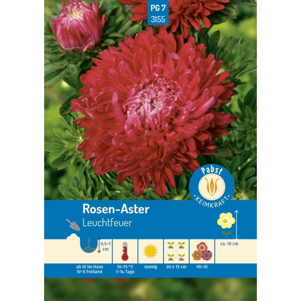 Rosen - Aster Leuchtfeuer Samen von Pabst Keimkraft