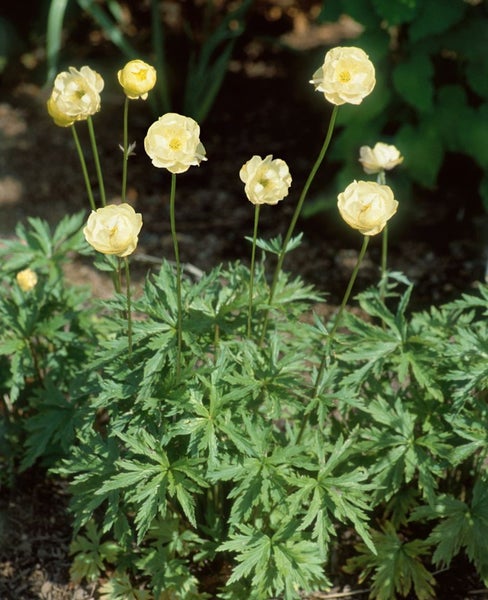 Trollius x cult. 'Alabaster', Trollblume, cremeweiß, ca. 11x11 cm Topf