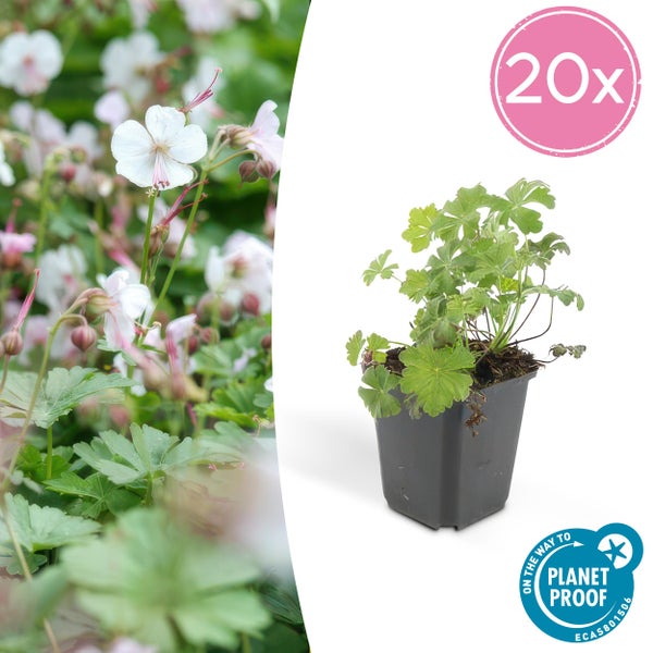 20 Stück Storchschnabel mit weißen Blüten und grünen Blättern im Topf, zertifiziert durch On the way to Planet Proof.