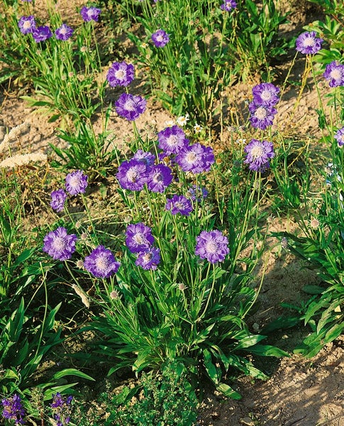 Scabiosa caucasica 'Stäfa', Skabiose, hellblau, ca. 9x9 cm Topf