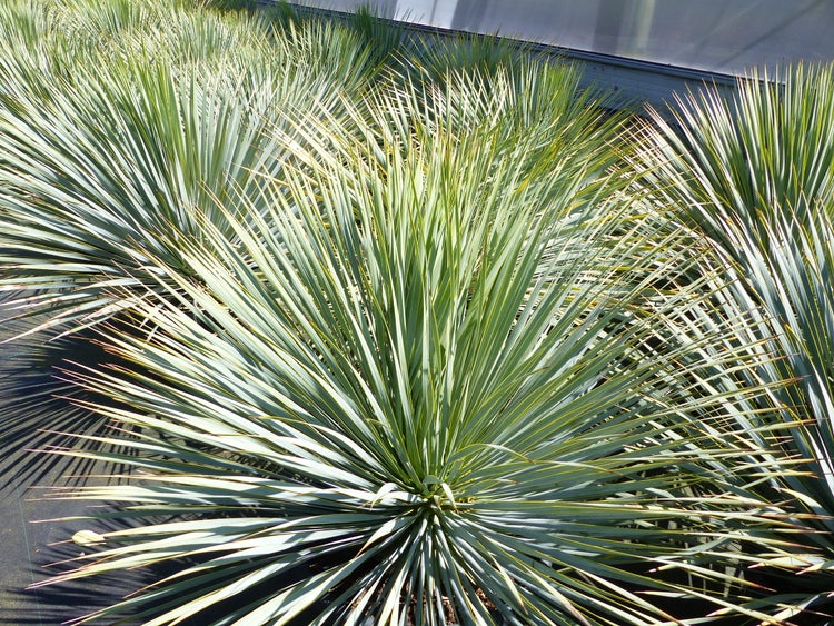 Yucca Rostrata Ø 100 cm Kugel, extra winterhart, Palme, Premiumqualität