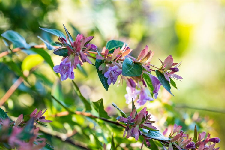 Abelia 'Edward Goucher', rosa Blüten, 40-60 cm