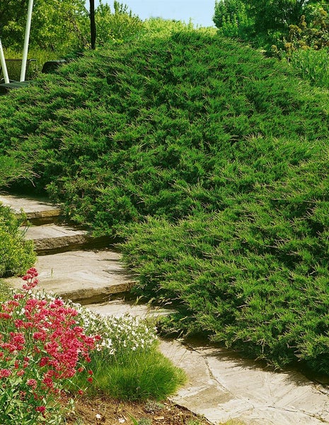 Juniperus sabina 'Tamariscifolia', Sadebaum, kompakt, 20–30 cm