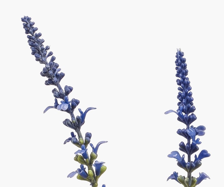 Nahaufnahme von drei Lavendelstielen mit blau-violetten Blüten.