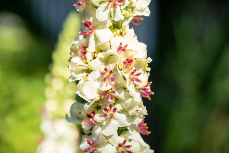 Verbascum nigrum 'Album', Königskerze, weiß, ca. 9x9 cm Topf