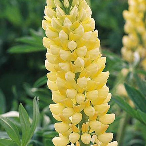 Gelbe Garten-Lupine im Detail