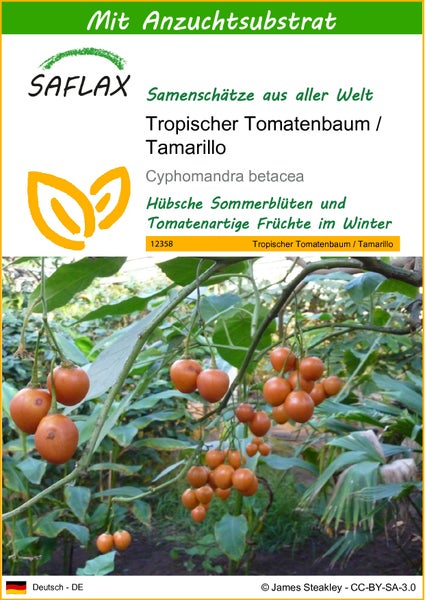 SAFLAX  - Tropischer Tomatenbaum / Tamarillo - Cyphomandra betacea - 50 Samen - Mit keimfreiem Anzuchtsubstrat