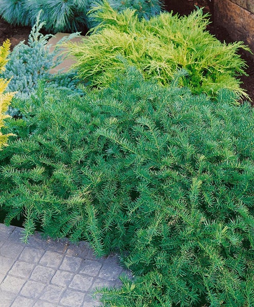 Verschiedene niedrige Sträucher im Garten.