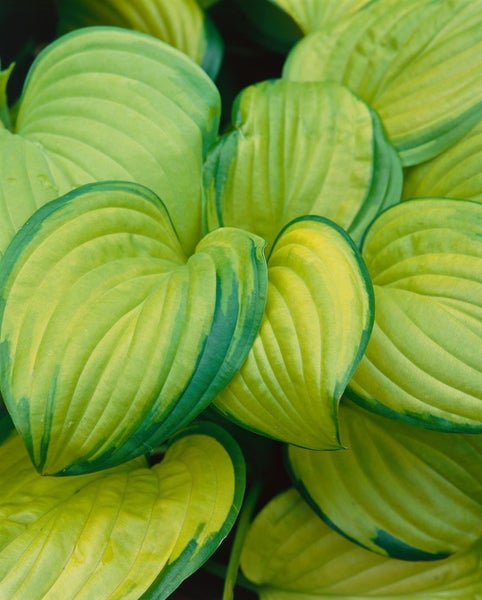 Hosta plantaginea 'Stained Glass', Funkie, gelb-grün, ca. 11x11 cm Topf