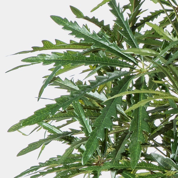 Zimmerpflanze Fingeraralie mit langen, gezackten, grünen Blättern.