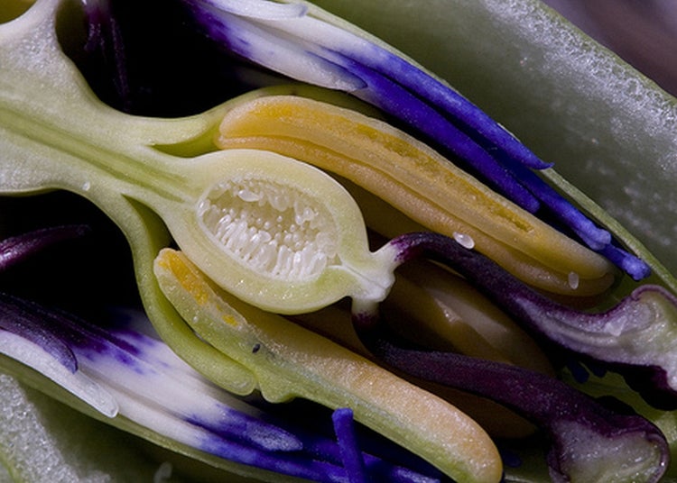 SAFLAX  - Blaue Passionsblume - Passiflora caerulea - 25 Samen