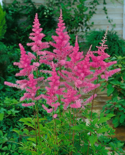 Astilbe x arendsii 'Amethyst', Prachtspiere, violett, ca. 9x9 cm Topf