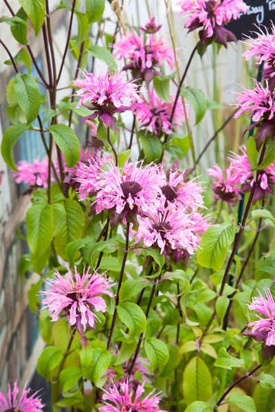 Monarda fistulosa 'Croftway Pink', Indianernessel, rosa, ca. 11x11 cm Topf