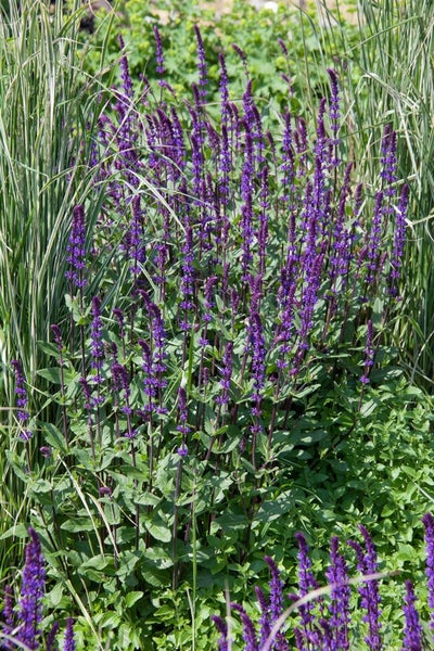 Gruppe von blühenden Salbei Pflanzen im Garten
