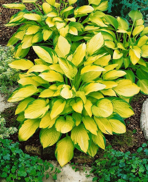 Hosta x fortunei 'Gold Standard', Funkie, gelb-grün, ca. 11x11 cm Topf