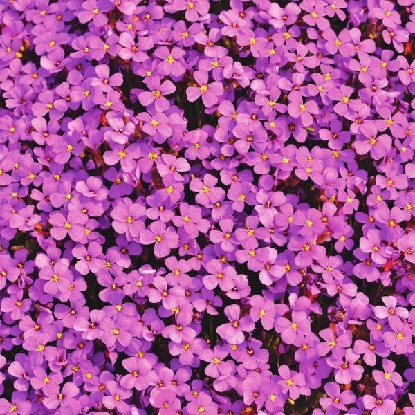 Nahaufnahme von dicht blühendem Blaukissen Aubrieta als Bodendecker für den Garten.