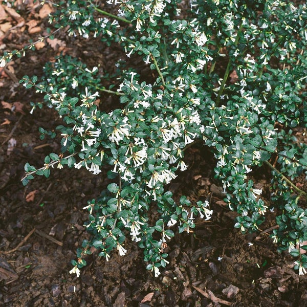 Osmanthus delavayi, Duftblüte, immergrün, 30–40 cm