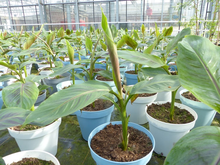Bananenstaude Banane Musa Sikkimensis Red Tiger Banane 55 - 70 cm  winterhart Staude