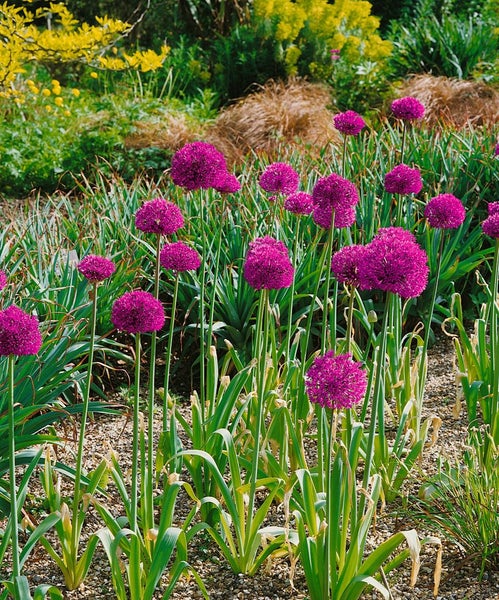 Zierlauch im Gartenbeet