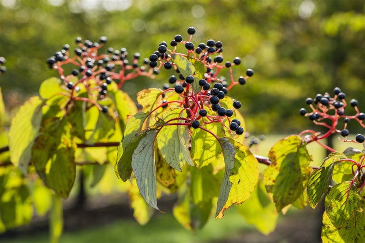Cornus sanguinea, Roter Hartriegel, 40–60 cm