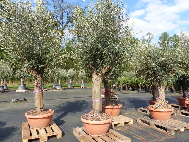Bonsai Olivenbaum 230 - 260 cm knorrige urige Olive winterhart Olea Europaea Ölbaum