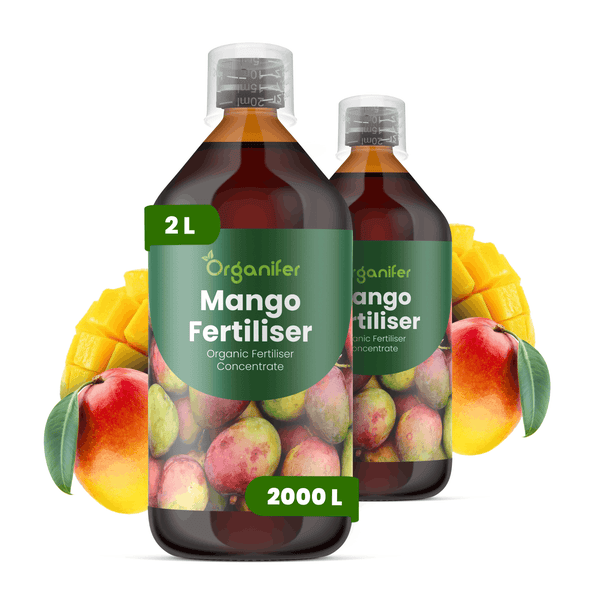 Organifer Mango-Dünger, organisches Düngerkonzentrat, zwei Flaschen zu je 2 Liter mit Messkappe.